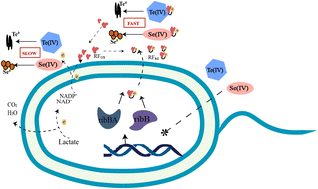 Graphical abstract: Riboflavin secreted by Shewanella sp. FDL-2 facilitates its reduction of Se(iv) and Te(iv) by promoting electron transfer