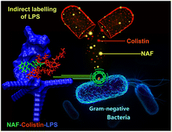 Graphical abstract: Insights into colistin-mediated fluorescence labelling of bacterial LPS