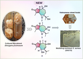 Graphical abstract: Antimicrobial sesquiterpenes from the cultured mycobiont Diorygma pruinosum against methicillin-resistant Staphylococcus aureus isolated from Vietnamese street foods