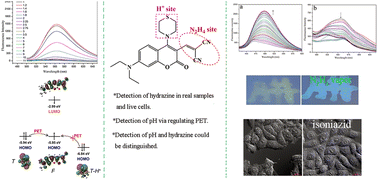 Graphical abstract: A thiomorpholine substituted malonyl-coumarin dye for discriminative detection of hydrazine and strong acidity