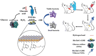 Graphical abstract: Design and application of histidine-functionalized ZnCr-LDH nanozyme for promoting bacteria-infected wound healing