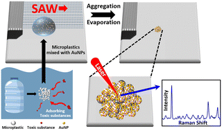 Graphical abstract: SERS detection of surface-adsorbent toxic substances of microplastics based on gold nanoparticles and surface acoustic waves