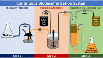 Graphical abstract: Streamlining the biodesulfurization process: development of an integrated continuous system prototype using Gordonia alkanivorans strain 1B
