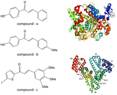 Graphical abstract: Chalcone derivatives' interaction with human serum albumin and cyclooxygenase-2