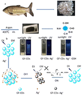 Graphical abstract: Green synthesis of carbon dots from fish scales for selective turn off–on detection of glutathione