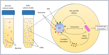 Graphical abstract: Investigating the effects of ultrafine bubbles on bacterial growth