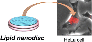 Graphical abstract: Lipid nanodiscs spontaneously formed by an amphiphilic polymethacrylate derivative as an efficient nanocarrier for molecular delivery to intact cells