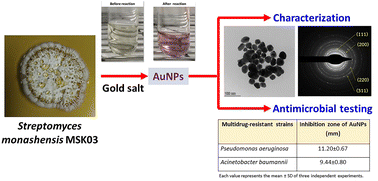 Graphical abstract: Streptomyces monashensis MSK03-mediated synthesis of gold nanoparticles: characterization and antibacterial activity