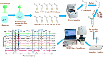 Graphical abstract: Surface-enhanced Raman spectroscopy for the characterization of bacterial pellets of Staphylococcus aureus infected by bacteriophage