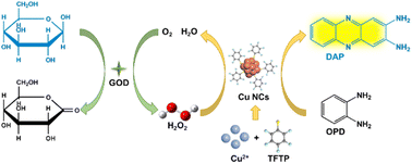 Graphical abstract: Self-assembled copper nanoclusters used to mimic peroxidase for glucose detection