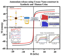 Graphical abstract: Ammonium release in synthetic and human urine by a urease immobilized nanoconstruct