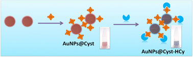 Graphical abstract: Highly specific colorimetric detection based on aggregation of l-cysteine functionalized gold nanoparticles for cypermethrin in water samples