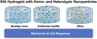 Graphical abstract: Functionalising silk hydrogels with hetero- and homotypic nanoparticles