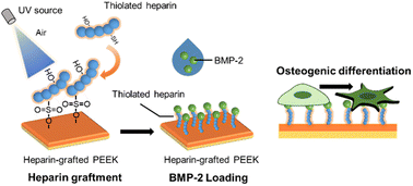 Graphical abstract: Chemically heparinized PEEK via a green method to immobilize bone morphogenetic protein-2 (BMP-2) for enhanced osteogenic activity