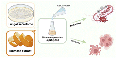 Graphical abstract: Biogenic silver nanoparticles' antibacterial activity and cytotoxicity on human hepatocarcinoma cells (Huh-7)