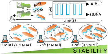 Graphical abstract: Single molecule technique unveils the role of electrostatic interactions in ssDNA–gp32 molecular complex stability