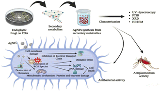 Graphical abstract: Myco-synthesis of multi-twinned silver nanoparticles as potential antibacterial and antimalarial agents
