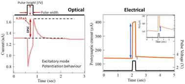 Graphical abstract: Spike rate dependent synaptic characteristics in lamellar, multilayered alpha-MoO3 based two-terminal devices – efficient way to control the synaptic amplification
