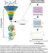 Graphical abstract: Synergistic action of 6-gingerol as an adjuvant to colistin for susceptibility enhancement in multidrug-resistant Klebsiella pneumoniae isolates