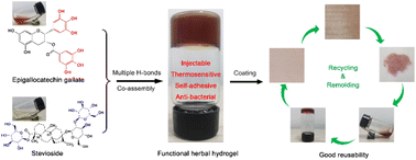 Graphical abstract: Injectable, thermo-sensitive and self-adhesive supramolecular hydrogels built from binary herbal small molecules towards reusable antibacterial coatings