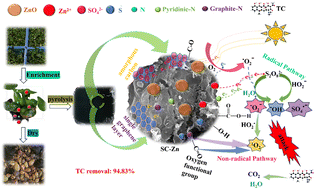 Graphical abstract: Zinc and sulfur functionalized biochar as a peroxydisulfate activator via deferred ultraviolet irradiation for tetracycline removal