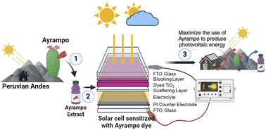 Graphical abstract: Betanin dye extracted from ayrampo (Opuntia soehrensii) seeds to develop dye-sensitized solar cells