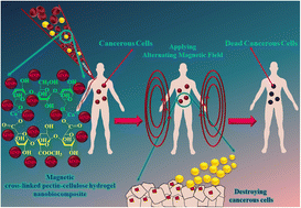 Graphical abstract: Fabrication and characterization of a novel magnetic nanostructure based on pectin–cellulose hydrogel for in vitro hyperthermia during cancer therapy