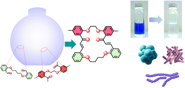 Graphical abstract: Novel chalcone-based crown ethers: synthesis, characterization, antioxidant activity, biological evaluations, and wastewater remediation