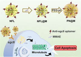 Graphical abstract: Polymer–DNA assembled nanoflower for targeted delivery of dolastatin-derived microtubule inhibitors