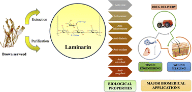 Graphical abstract: From algae to advancements: laminarin in biomedicine