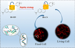 Graphical abstract: Rigidify styryl-pyridinium dyes to benzo[h]coumarin-based bright two-photon fluorescent probes for cellular bioimaging