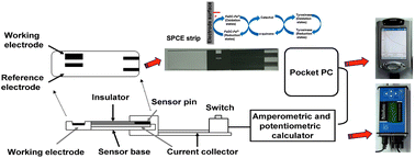 Graphical abstract: Fabrication and application of glutathione biosensing SPCE strips with gold nanoparticle modification