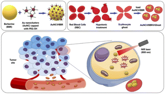 Graphical abstract: Berberine mediated fluorescent gold nanoclusters in biomimetic erythrocyte ghosts as a nanocarrier for enhanced photodynamic treatment