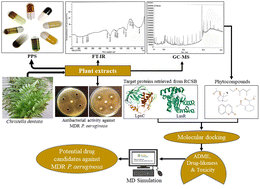 Graphical abstract: Unveiling therapeutic efficacy of extract and multi-targeting phytocompounds from Christella dentata (Forssk.) Brownsey & Jermy against multidrug-resistant Pseudomonas aeruginosa