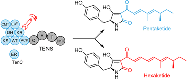 Graphical abstract: Investigation of chain-length selection by the tenellin iterative highly-reducing polyketide synthase