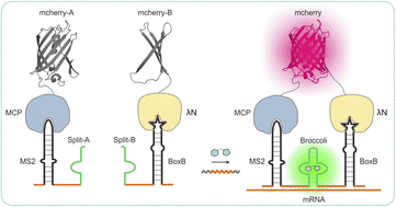 Graphical abstract: In situ imaging of mRNA transcripts based on split-aptamer and split protein in living cells