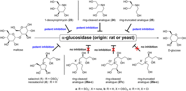 Graphical abstract: Role of the thiosugar ring in the inhibitory activity of salacinol, a potent natural α-glucosidase inhibitor