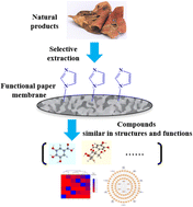 Graphical abstract: Preparation of imidazole-modified paper membrane for selective extraction of gallic acid and its structural and functional analogues from Pomegranate Peel