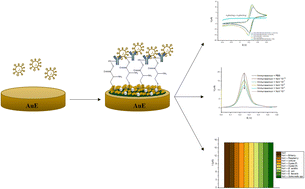 Graphical abstract: Sensitive electrochemical gold nanoparticle-based immunosensor for norovirus detection in food samples