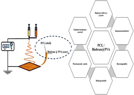 Graphical abstract: Biobran-loaded core/shell nanofibrous scaffold: a promising wound dressing candidate