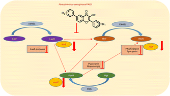 Graphical abstract: Synthesis and study of antibiofilm and antivirulence properties of flavonol analogues generated by palladium catalyzed ligand free Suzuki–Miyaura coupling against Pseudomonas aeruginosa PAO1