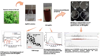 Graphical abstract: Biosynthesis and characterization of Ocimum sanctum green silver nanoparticles and unravelling their enhanced anti-filarial activity through a HRAMS proteomics approach
