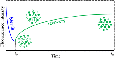 Graphical abstract: Fluorescence photobleaching and recovery of fluorescein sodium in carbomer film