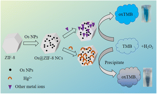 Graphical abstract: Synthesis of Os@ZIF-8 nanocomposites with enhanced peroxidase-like activity for detection of Hg2+