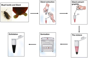 Graphical abstract: A bio-inspired approach for the synthesis of few-layer graphene using beetle defensive gland extract