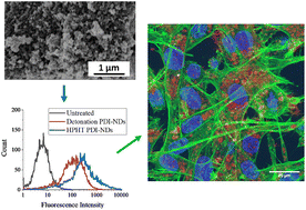 Graphical abstract: Modification of nanodiamonds for fluorescence bioimaging