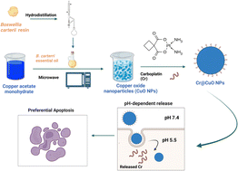 Graphical abstract: Innovative microwave-assisted biosynthesis of copper oxide nanoparticles loaded with platinum(ii) based complex for halting colon cancer: cellular, molecular, and computational investigations