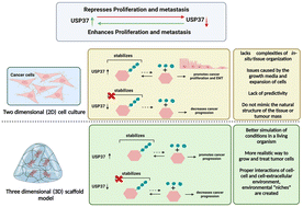 Graphical abstract: Ubiquitin specific peptidase (USP37) mediated effects in microscaffold-encapsulated cells: a comprehensive study on growth, proliferation and EMT