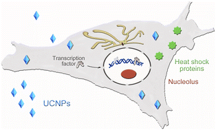 Graphical abstract: Silica-coated LiYF4:Yb3+, Tm3+ upconverting nanoparticles are non-toxic and activate minor stress responses in mammalian cells