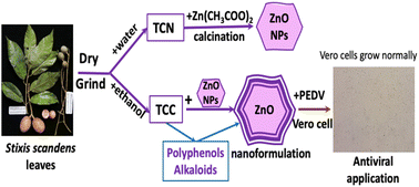 Graphical abstract: Stixis scandens leaf extract-loading ZnO nanoparticles for porcine epidemic diarrhea virus (PEDV) treatment